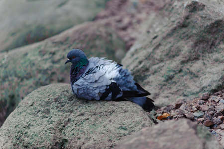 dove on the rocksの写真素材