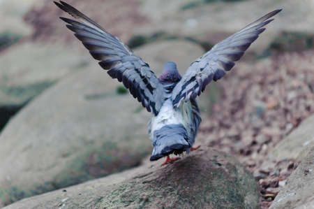 The gray pigeon who has spread wings and gathering to fly upの写真素材