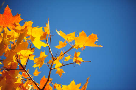 Yellow maple leaves against the blue skyの写真素材