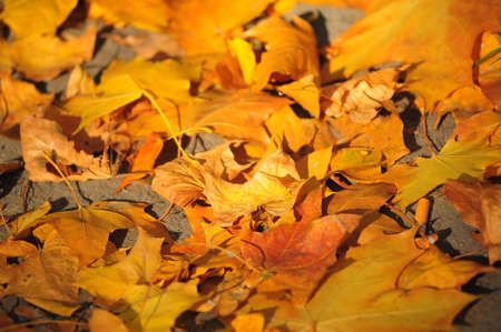 yellow maple leavesの写真素材