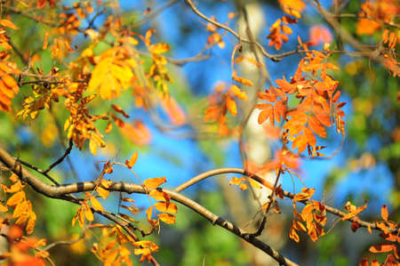 autumn leaves Rowanの写真素材