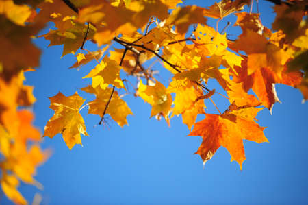 Yellow maple leaves against the blue sky