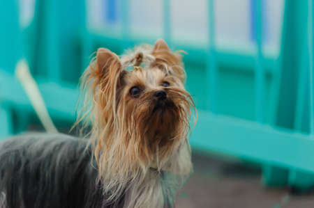 Yorkshire terrierの写真素材