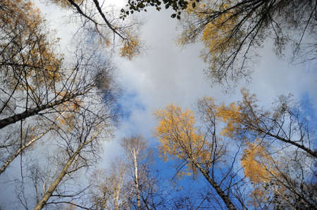the tops of trees against the blue skyの写真素材