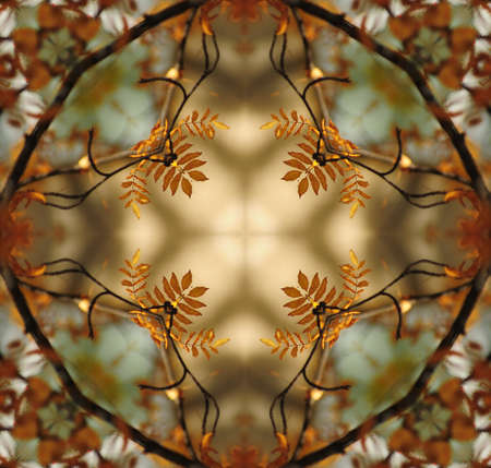 autumn ornamentの写真素材