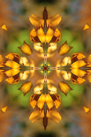 yellow orange ornamental kaleidoscopeの写真素材