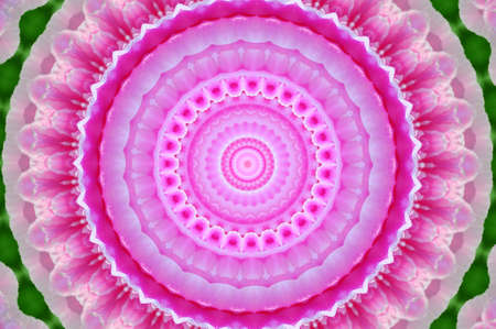 pink flowerの写真素材