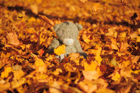 Small gray bear among maple autumn leavesの写真素材