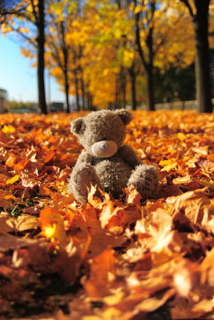Small gray bear among maple autumn leavesの写真素材