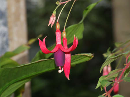 Christmas Cactusの写真素材