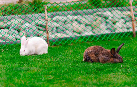 white and brown rabbit on green grassの写真素材
