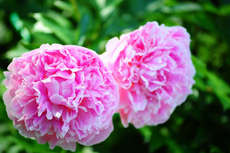 pink peoniesの写真素材