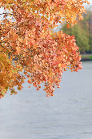 Yellow leaves over lakeの写真素材