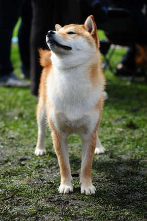 Japanese Shiba dogの写真素材