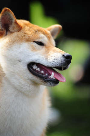 Japanese Shiba dogの写真素材