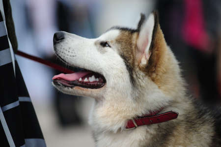 An Alaskan Malamute Dog