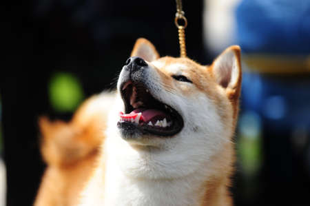 Japanese Shiba dogの写真素材