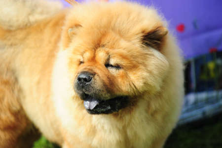 Brown chow chow head on portrait shotの写真素材