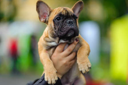 French bulldog puppyの写真素材