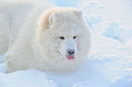White dog covered with snowの写真素材