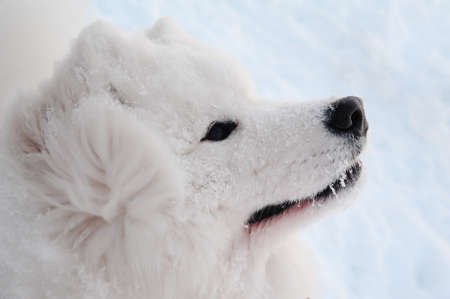 Snow dogの写真素材