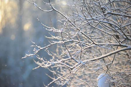 Close up view of winter natureの写真素材