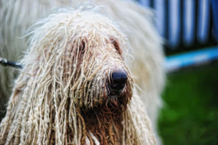Komondor - a Hungarian sheep-dogの写真素材