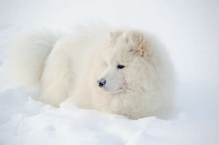 Young Samoyed at the park in winterの写真素材