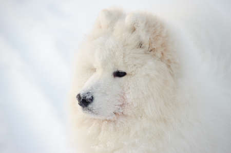 Young Samoyed at the park in winterの写真素材