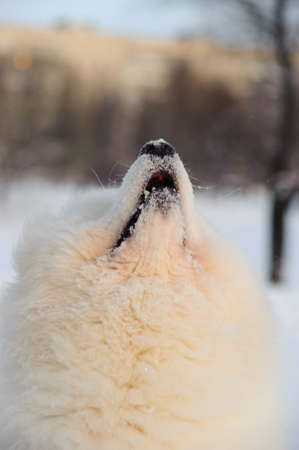 Samoyed dog on the snowの写真素材