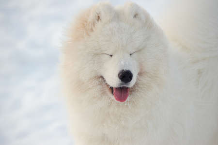 Samoyed dog on the snowの写真素材
