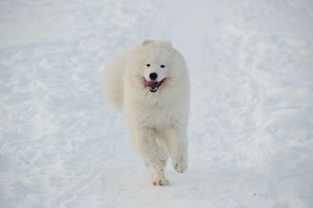Samoyed dog on the snowの写真素材