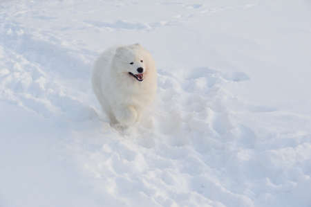 Young Samoyed at the park in winterの写真素材
