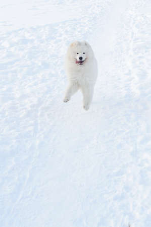 Young Samoyed at the park in winterの写真素材