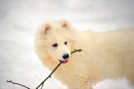 Five-month puppy Samoyedの写真素材