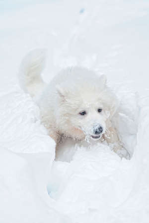 Samoyed running in the snowの写真素材
