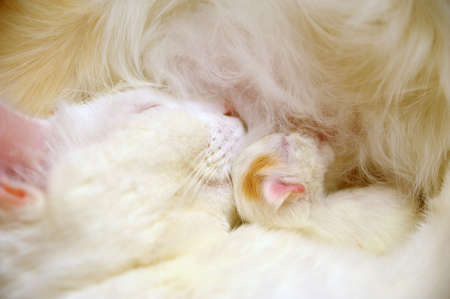 newborn kitten with a cat
