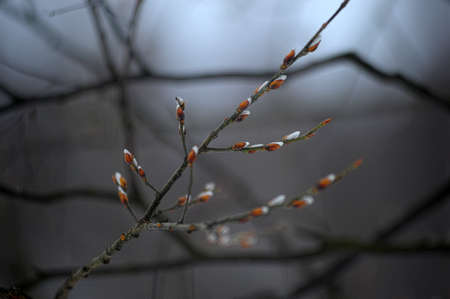 Spring willow catkinsの写真素材