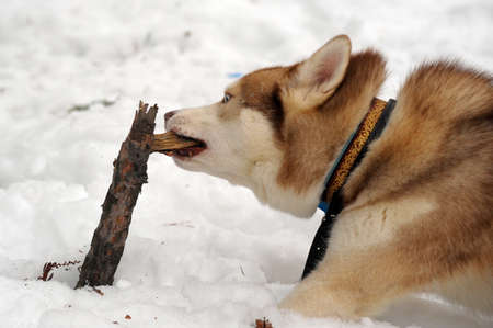 red huskyの写真素材