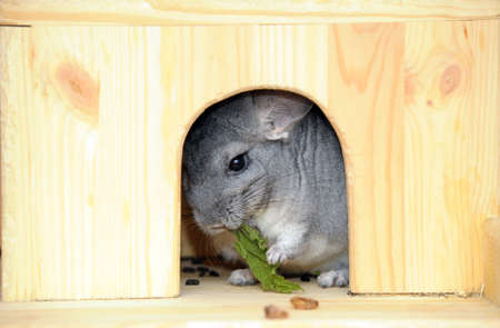 gray furry chinchilla, close-upの写真素材