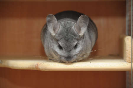gray furry chinchilla, close-upの写真素材
