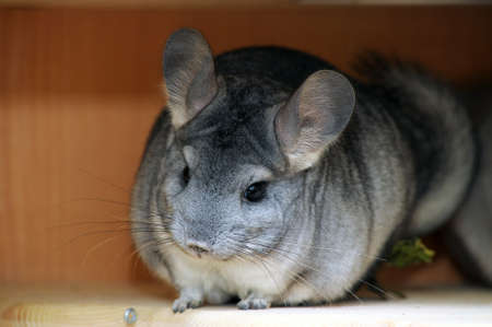 gray furry chinchilla, close-upの写真素材