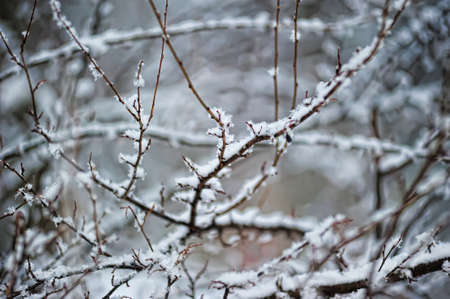 Winter の写真素材