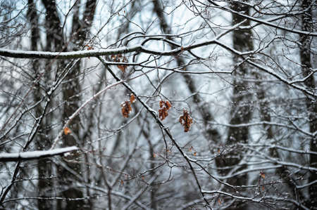Winter の写真素材