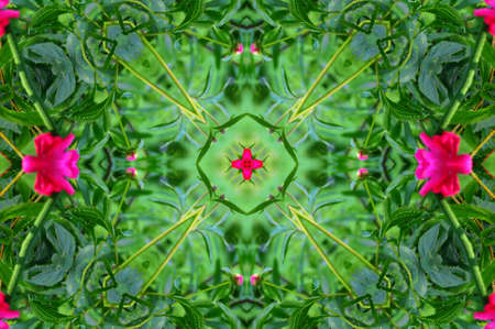 green and red floral designsの写真素材