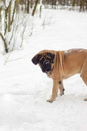 Mastiff dogの写真素材