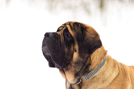 Mastiff dogの写真素材