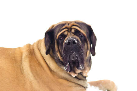 Mastiff dogの写真素材