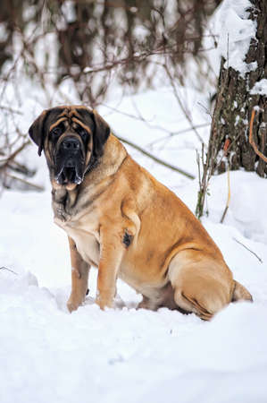 english mastiffの写真素材