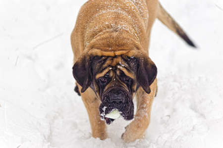 english mastiffの写真素材